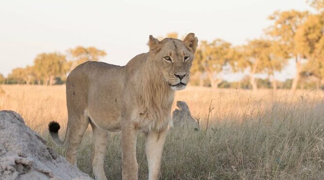 6 days 5nights Victoria falls and hwange safari Private Tour