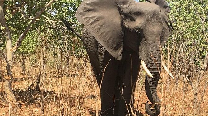 Victoria Falls-Hwange National Park Trip