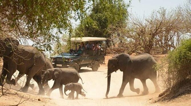 2 Days in Hwange National Park from Victoria Falls