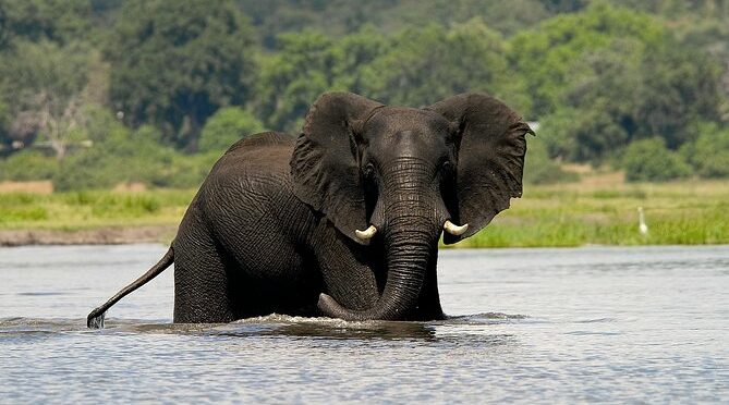 Chobe Full Day Safari Trip