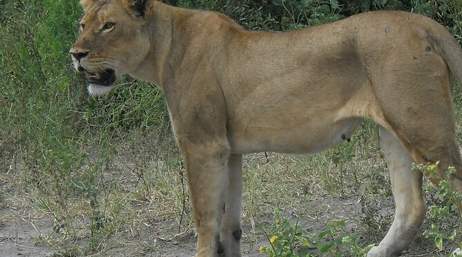 Hwange and Matopo National Park 5 nights Safari Tour