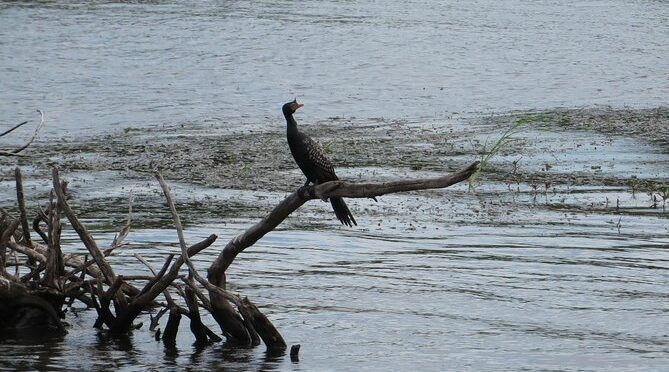 Zambezi River Bird watching