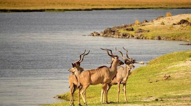 Chobe Day Trip from Victoria Falls