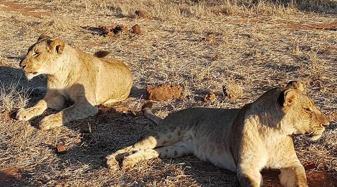 3 Nights Victoria Falls , Chobe Safari and Hwange National Park Safari