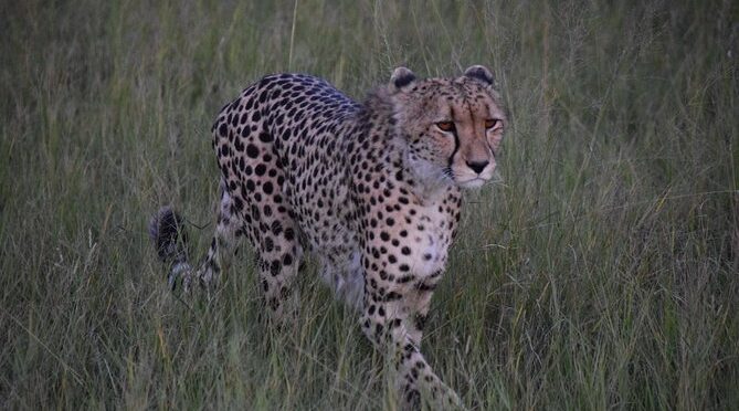 Hwange Day Trip