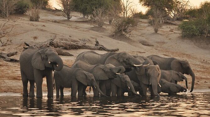 Chobe Day Trip