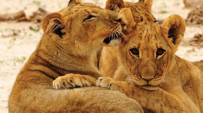 Hwange National Park Full Day Game Drive Safari