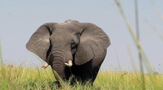 9-Day Okavango Wilderness Trail Small Group Safari from Victoria Falls, Zimbabwe