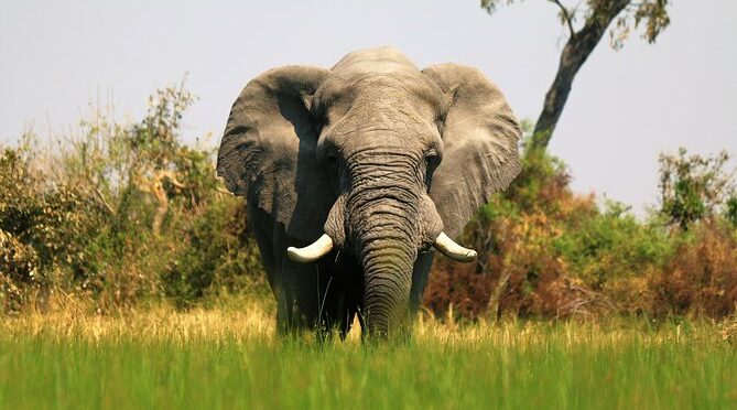 7-Day Okavango Wilderness Trail (Small Group Safari)