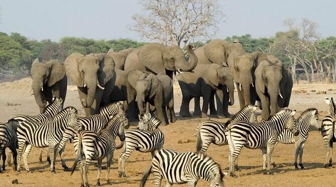 Full Day Chobe National Park Big 5 Safari