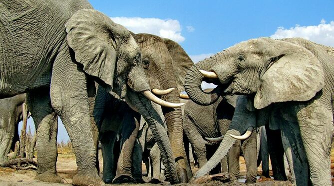 Victoria falls & Chobe Safari Experience