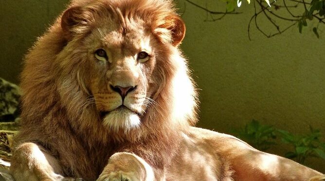 Safari Zimbabwe and Botswana