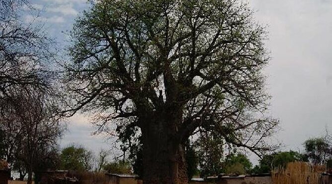 Chobe National Park and Impalila Island Day Tour from Victoria Falls