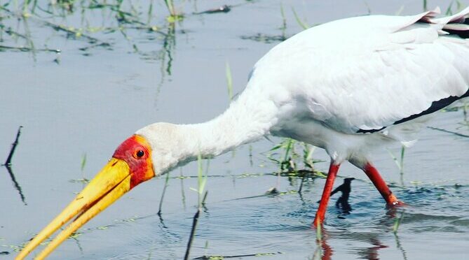 2 Nights 2days(camping in chobe national park)