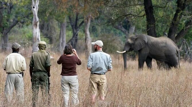 Hwange Safari Day Trip in From Victoria Falls