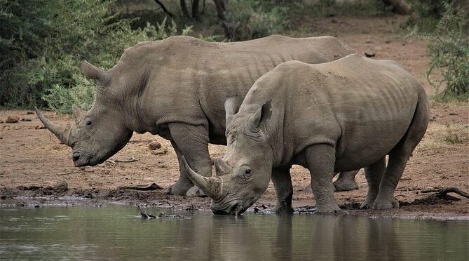 Hwange Day Tour