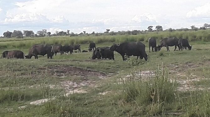 Chobe Day Trip Starting From Victoria Falls