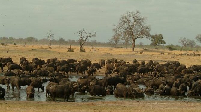 Full-Day Hwange National Park Tour from Victoria Falls