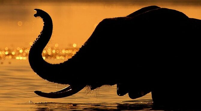 Chobe Sunset Cruise From Victoria Falls