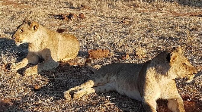 Ultimate Chobe Safari Day Trip from Victoria Falls