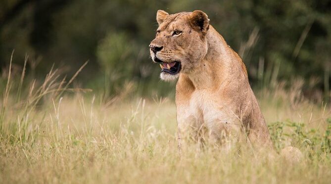 Wildlife Research & Conservation Project