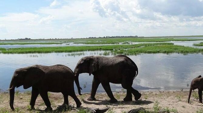 Hwange Safari National Daytrip
