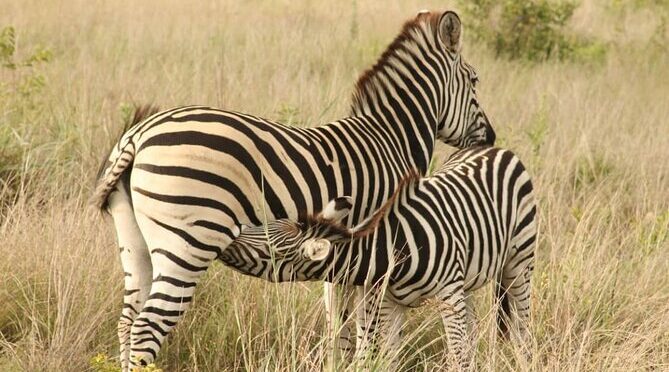 4 Days Victoria Falls Safari Tour & Chobe National Park game drive