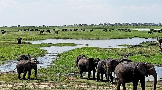 Chobe National Park Safari Day Trip from Vic Falls