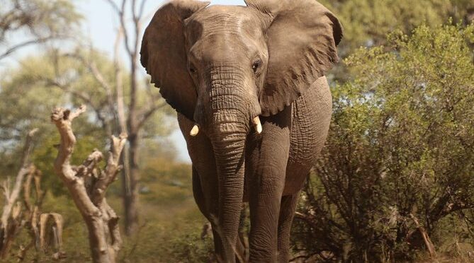 Half-Day Victoria Falls Private Safari Game Drive