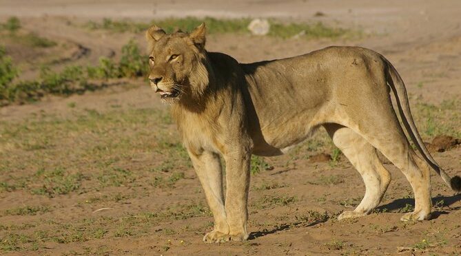 Chobe National Park Full Day Safari + boat cruise(Botswana)