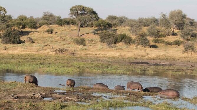 Full-Day Safari Chobe National Park and boat safari