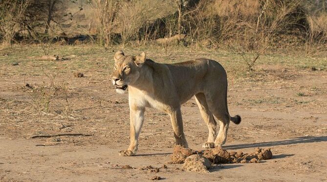 Zambezi National Park Game Drive AM /PM
