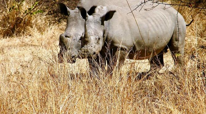 2 Nights Matobo National Park Mobile Camping Safari