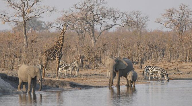 1 Day 1 Night Hwange National Park Safari