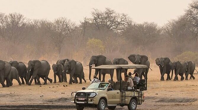 Game Drive Morning & Afternoon
