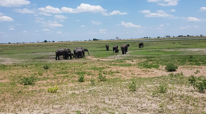 Chobe Full Day Safari in Chobe