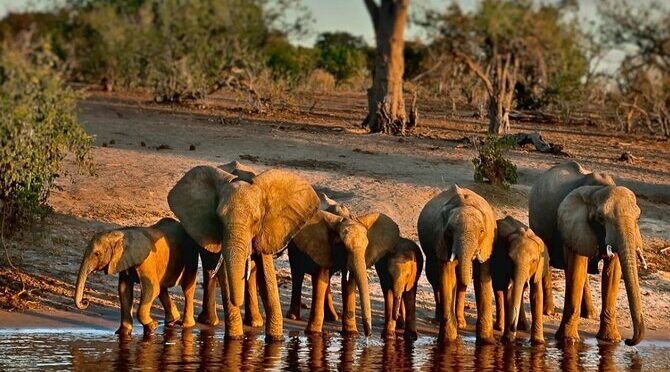 Full-Day Safari Cruise in Botswana’s Chobe