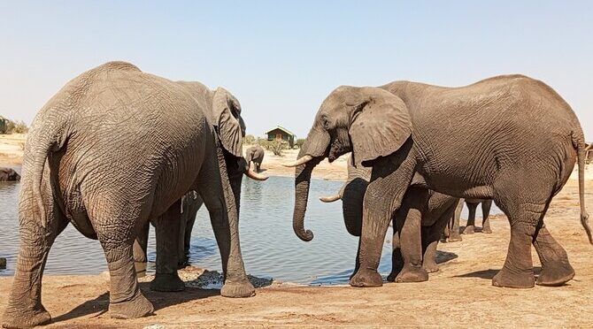5 Days Victoria Falls, Hwange Full Day and Chobe Full Day Tour