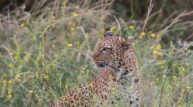 Morning or Afternoon Game Drive in Zambezi National Park Victoria Falls