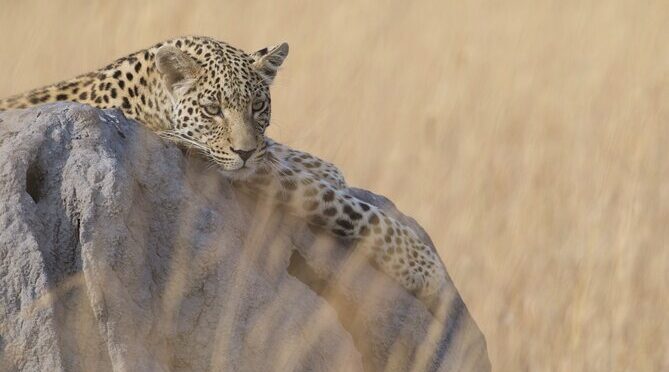 Chobe Extended Day Trip from Victoria Falls – Small Group