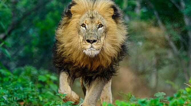 The Lion Encounter (Feast of Beasts & Into the Pride Drive)
