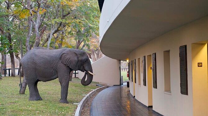 Hwange National Park Full Day from Victoria Falls